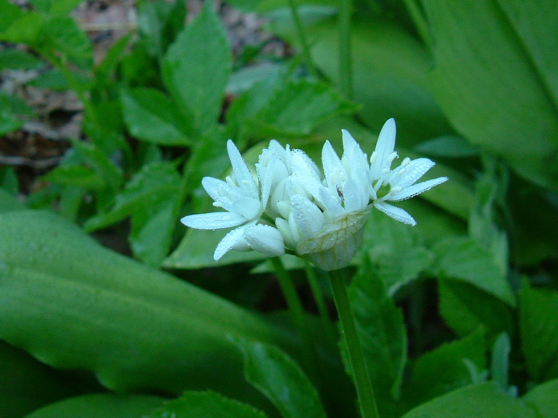 Allium ursinum / Aglio orsino